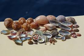 Que faire avec des coquillages ramassés sur la plage. Astuce Comment Rendre Vos Coquillages Flambants Neufs