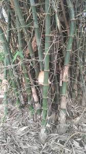 Image result for Oreobambos