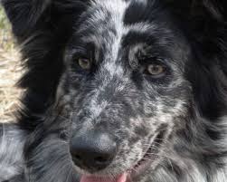 Bananas they are also rich in potassium, which is usually depleted when your dog has diarrhea. Can I Give My Dog Yogurt Every Day Dog Training Me