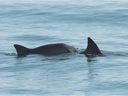 The endangerment of animals in an incredibly complex subject, so many different factors can combine and threaten any species with extinction. Vaquita Species Wwf