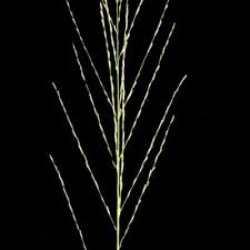 Image result for Leptochloa uniflora