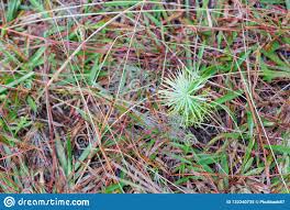 We have 9 images about rumput grinting which include images, photos photographs wallpapers, and more. Das Wachstum Wachstum Der Kiefer Und Pilzsamlinge Im Wald Mit Tau Auf Gras An Sonnenaufgangteil 8 Stockbild Bild Von Konzept Bekanntmachen 132340735