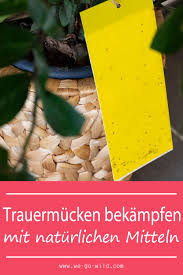 Trauermucken Bekampfen Mit Naturlichen Mitteln We Go Wild Trauermucken Hausmittel Gegen Mucken Pflanzen Gegen Mucken