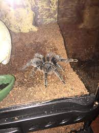 The african penguin (spheniscus demersus) is a small african bird featured in the africa pack dlc for planet zoo. Luna Was Sold To Me As A Striped Knee With No Latin Name I Thought She Was A G Pulchripes But Now I M Thinking She Might Be An A Seemani Can I