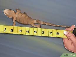 3 Ways To Tell The Age Of A Bearded Dragon Wikihow Pet