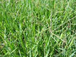 Image result for Cynodon dactylon