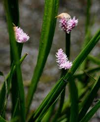 Image result for Aponogetonaceae