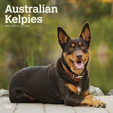 A google ingyenes szolgáltatása azonnal lefordítja a szavakat, kifejezéseket és weboldalakat a magyar és több mint 100 további nyelv kombinációjában. Amazon It Australian Kelpies 2020 Calendar Browntrout Publishing Libri