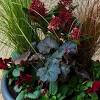 Place the plant in full to dappled shade in light. 1