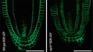Maybe you would like to learn more about one of these? Plant And Cell Physiology Oxford Academic