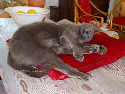 Cats Graycats Ilovecats Chartreux Bleurusse Chatgris Chats Inlovewithcats Mycats Katz Chat Trop Mignon Chats Gris Bleu Russe