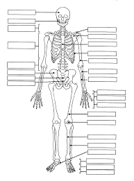 A diagram in quizlet asks a learner to match terms with hotspots on an image. Skeletal System Diagram Quizlet