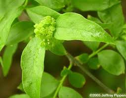 Image result for Bussea xylocarpa