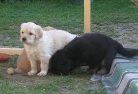 Infection with the virus can cause different signs and symptoms, depending on the infected person's age and overall health. Fokusthema Impfempfehlungen Hund Www Vetion De