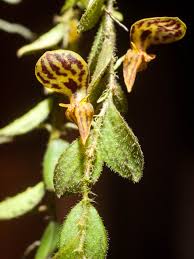 Image result for Platysepalum