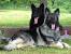 Black Silver Pure Silver Silver Sable German Shepherd