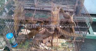 Nama Ilmiah Sugar Glider Dan Nama Ilmiah Tupai Terbang Ternakpedia