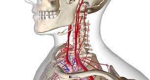 Carotid ultrasound tests for blocked or narrowed carotid arteries, which can increase the risk of stroke. The Arterial System Of The Head And Neck Depicted Are The Left Download Scientific Diagram