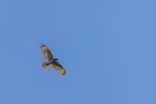 Summer Bird Walk at Stony Brook Reservation