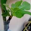Cara cantuman baji pokok mangga oleh amatur | kebun bandar. 1