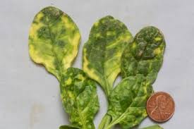 Image result for Alfalfa mosaic virus