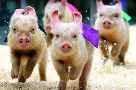 Image result for running pigs