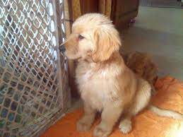 Located in stoughton, nalyns goldens is one of the most reputable breeders in wisconsin. Reduced For Valentine S Day Akc Golden Retriever Puppies For Sale In Janesville Wisconsin Classified Americanlisted Com