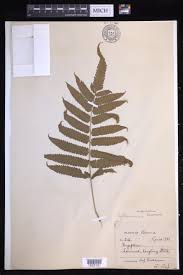 Image result for Amblovenatum