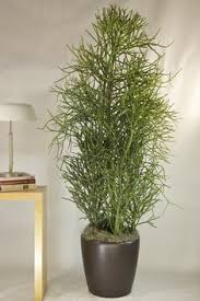 Pencil cacti like to dry out completely between waterings. 18 Pencil Cactus Ideas Pencil Cactus Cactus Plants