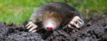 Image result for Schéma plašiče krtků