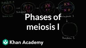 Complete the table below using the information listed in each stage of mitosis and meiosis in table 1. Phases Of Meiosis I Video Meiosis Khan Academy