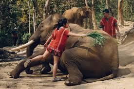 Compare prices on popular products in wall decor. In Thailand You Can Ride An Elephant But Should You The New York Times