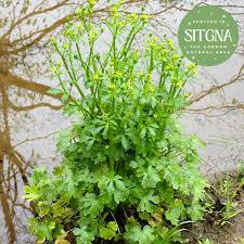 Image result for Ranunculus sceleratus