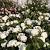 White Garden Roses Bouquet