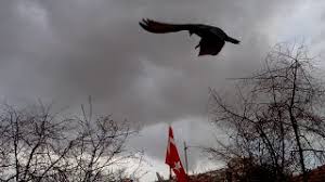 Guvercin Taklaci Oyunlu Seferli Ankara Da Tek Youtube