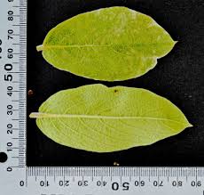 Image result for Combretum pisoniiflorum