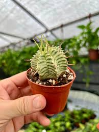 Image result for Euphorbia