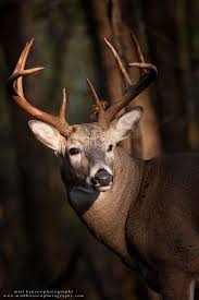 Sunrise Light Spotlights A Whitetail Buck S Face In Woods Deer Photography Whitetail Deer Photography Big Deer