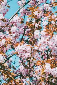 الأن خلفيات شاشة القفل اتش دي hd lock screen wallpapers in 2020 cherry blossom wallpaper cherry blossom flowers backgrounds phone wallpapers