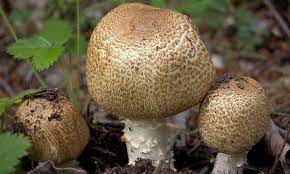To prepare portobello mushroom caps, gently twist off the stems of whole portobellos. Portobello Mushroom En
