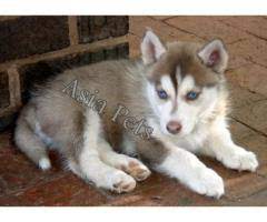 Mills are like puppy factories, where profit is more important than humane breeding. Siberian Husky Puppies Price In Bangalore Siberian Husky Puppies For Sale In Bangalore