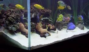 African Cichlid Aggression How To Reduce Aggression