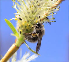 Examples of biotic factors include: Pollinators Of The Great Plains Disturbances Stressors Management And Research Needs Sciencedirect