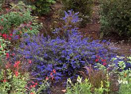 Glossy, dark green leaves with a refined look give it a truly handsome appearance. Ceanothus Showy Versatile Natives Native Plant Gardening Monrovia Plants California Garden