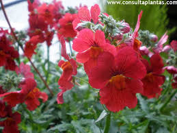 Image result for Nemesia lilacina