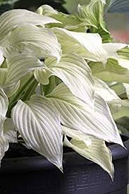 Maybe you would like to learn more about one of these? White Feather Hosta Unbelievable Rare New Bareroot Plantera Blommor Skuggvaxter Vaxter