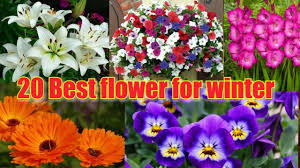 Name types of flowers in india. Best Winter Flowers In Indian Weather Youtube