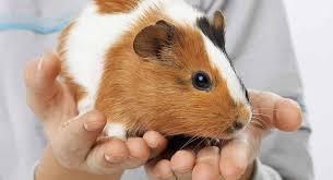 How Big Do Guinea Pigs Get A Guinea Pig Size Guide