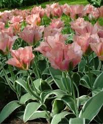 Maybe you would like to learn more about one of these? Soil Good For Flower Bulbs