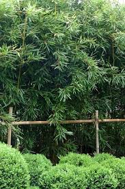 Maybe you would like to learn more about one of these? Buy The Best Bamboo Plants For Shade For Sale Online From Wilson Bros Gardens Since 1989